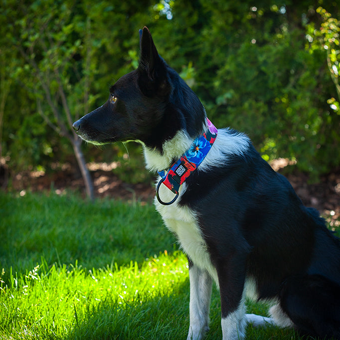 VIVA LA DOG GARDEN -puolikuristava panta