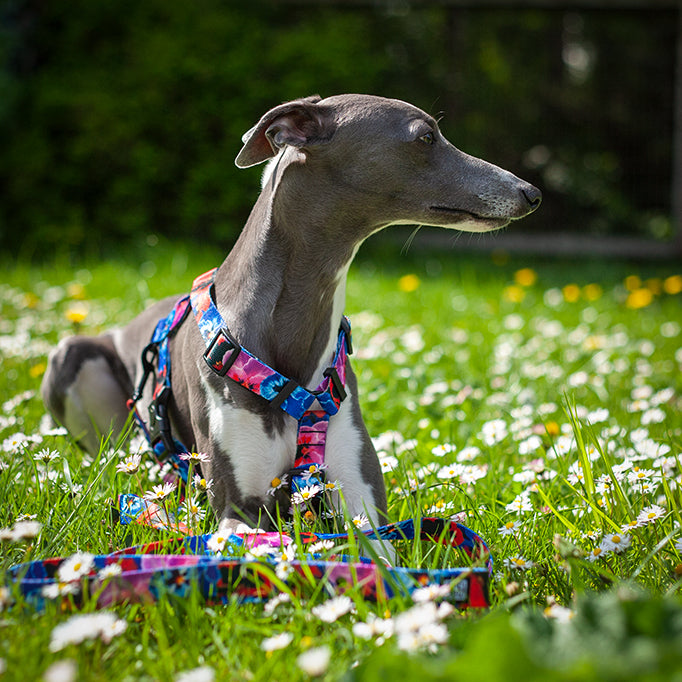 VIVA LA DOG GARDEN -valjas